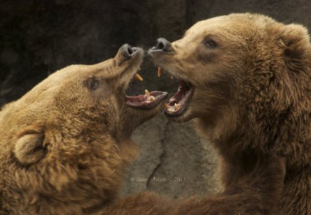 *** Grizzly Bears *** - gryzli, niedzwiedzie, walka, zwierzeta