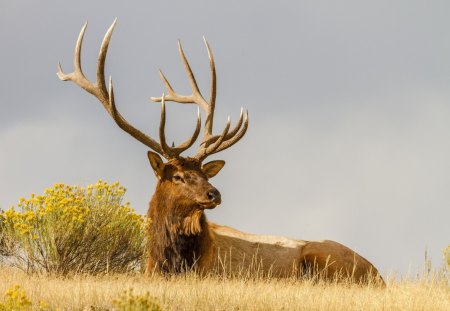 *** DEER *** - ladowe, jelen, laka, zwierzeta