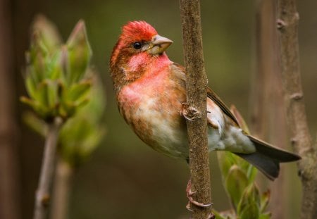 *** Beautiful Chaffinch  *** - ptak, ptaki, kolorowy, zwierzeta