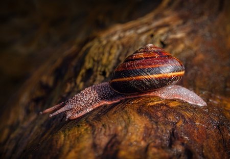 *** Snail ***