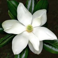 *** Beautiful White Magnolia Flower ***