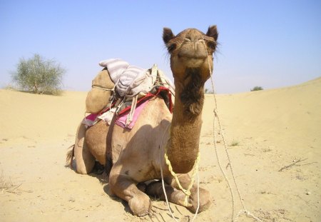 A Camel Takes Five - camel, animal, desert, sky