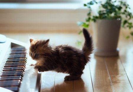 By Ben Torode - adorable, cat, animals, kitty, pet, playing, kitten, piano, cats, beautiful, animal, sweet, small, cute, keyboard, little