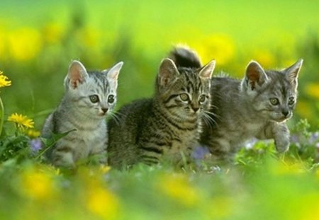 Cats in the nature - animal, kitten, pet, cat, nature