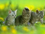 Cats in the nature