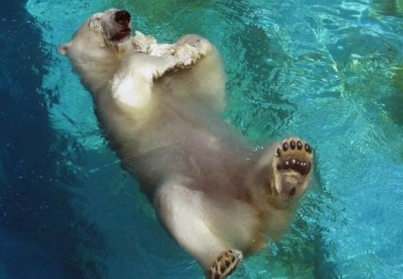 Nice Day For A Dip - nature, bears, animals, polar bear, pool