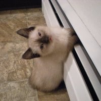 Paws in the fridge