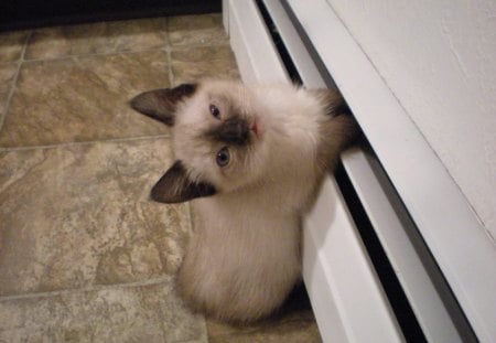 Paws in the fridge - paws, fridge, cat, kitten