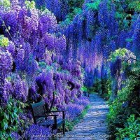 Path Surrounded by a Cascade of Purple