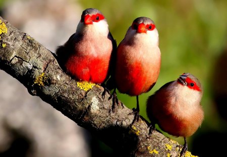 THREE RED BIRDS - three, birds, branch, red