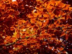 AUTUMN LEAVES