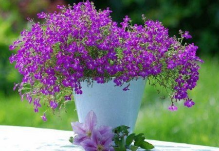 Daintiness and Beauty - flower pot, dainty, flowers, white, purple