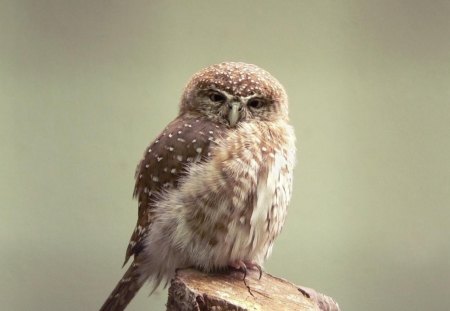 owl smile - nature, smile, owl, bird