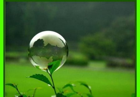 WATER BUBBLE ON PLANT - pretty, bubble, water, plant