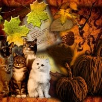 Autumn cats