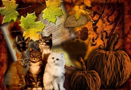 Autumn cats - cats, autumn