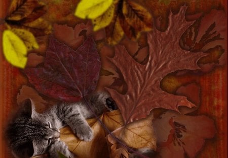 autumn leaves and kitten