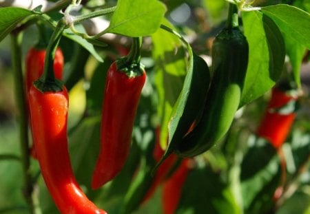 *** I love peppers in every issue ... *** - czerwona, natura, papryka, jedzenie, warzywa