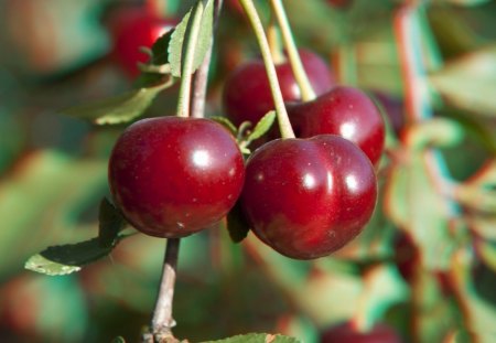 * These cherries are red and sweet ...* - owocowe, owoce, drzewa, czerwone, czeresnie