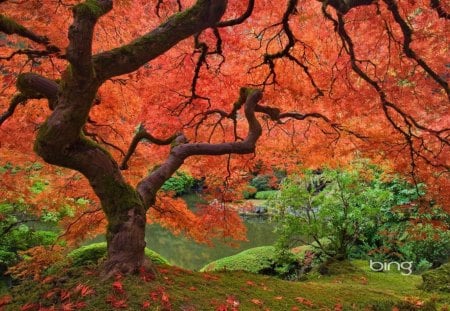 * Autumn Tree * - natura, drzewa, park, jesien