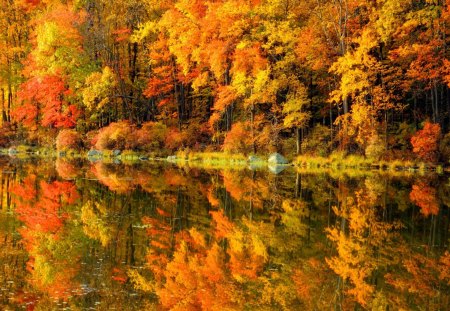 Autumn reflection - forest, reflection, shore, riverbank, lake, nice, falling, branches, trees, beautiful, mirrored, lovely, lakeshore, fall, colorful, river, nature, autumn, clear, foliage