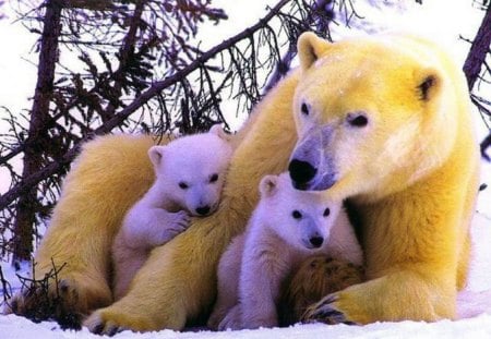 Family - winter, family, bears, animals