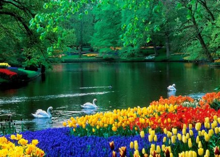 Swan lake in park - lakeshore, trees, peaceful, tulips, greenery, calm, reflection, green, pond, grass, garden, birds, swans, lake, swimming, park, summer, shore, serenity, nature, floral, flowers