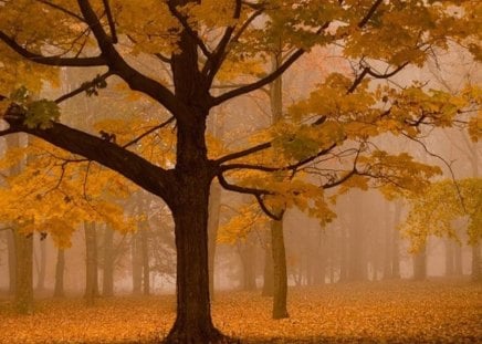 Forest autumn - trees, amazing, beautiful, splendor, colors, forest, leaves, tree, colorful, nature, season, awesome, autumn, view