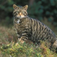 Scottish Wild Cat