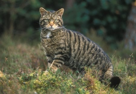 Scottish Wild Cat - scottish, wild cats, scotland, cat