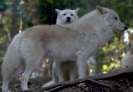 ARCTIC WOLVES - dogs, white, woelfe, wolves