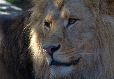 LION - raubtiere, vienna, lion, zoo