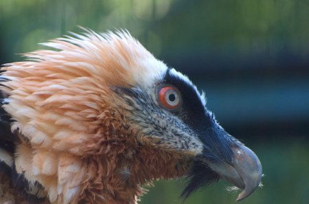 BARTGEIER - geier, raubvoegel, vienna, zoo