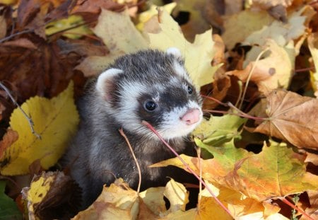 Sweet muzzle♥ - tiny, muzzle, yellow, autumn, brown, small, orange, leaves