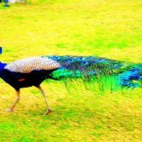 majestic peacock