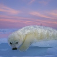 Cute seal