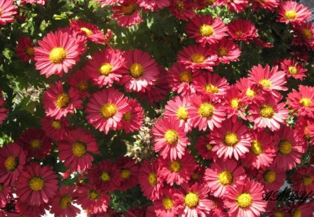 Flowers Abby garden - yellow, photography, red, green, flowers