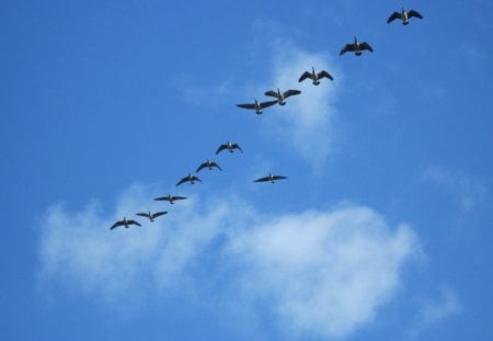 Flying Ducks over the park  - geese, clouds, birds, nature, blue, photography, ducks, sky