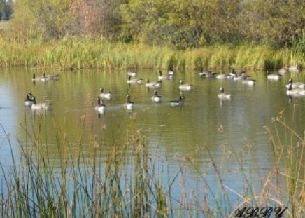 Ducks and geese at the lake - geese, green, photography, lake, ducks