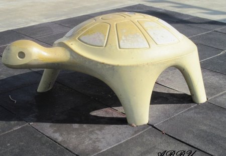 Tortue at the park