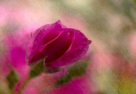 A Single Thought - nature, rain, petals, pink, flowers, rose