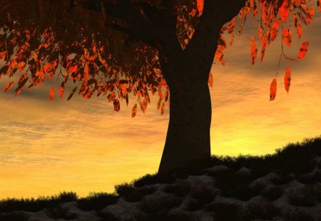 Autumn Sunset - nature, autumn, red, sun, tree, sunset, leaf