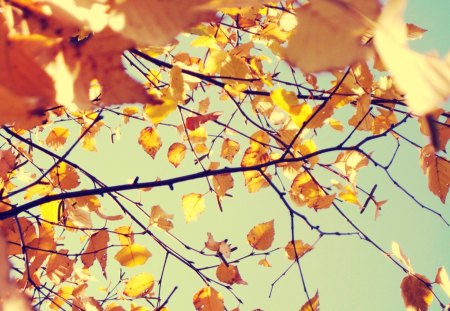 Autumn leaves - sunlight, branch, leaves, tree, fall, nature, twig, autumn, autumn leaves, leaf, sky