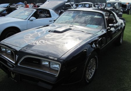 1978 Pontiac Trans Am - black, eagle, headlights, gold, pontiac