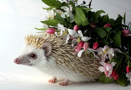 *I wonder whom he carries this beautiful bouquet? * - kwiaty, jez, bukiecik, zwierzeta