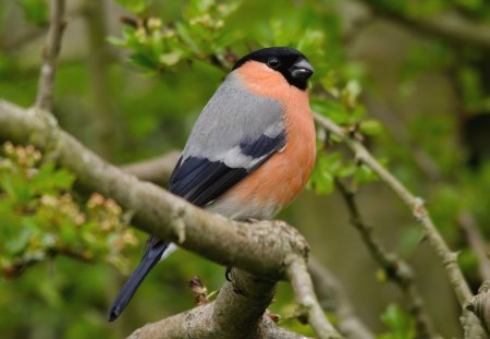 *** Bullfinches *** - drzewa, ptaki, zwierzeta, gil, konar