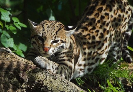 * Beautiful ocelot in the bushes * - drzewa, ocelot, zwierzeta, krzaki