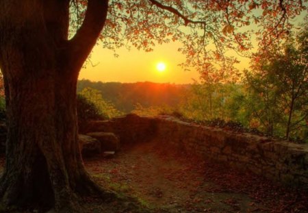 Fall Sunset - leaves, nature, tree, sunset