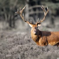 Deer in the Dutch Veluwe