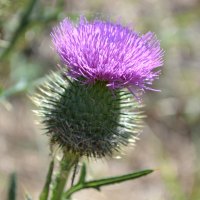 Scotch Thistle